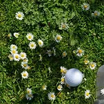 Golf *