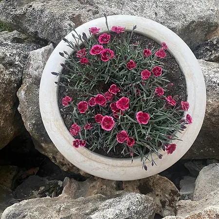 וילה Golf בלצ'יק